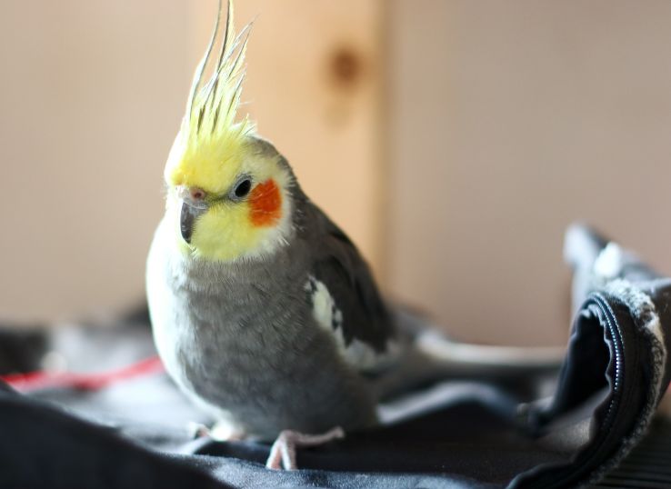 Why do my Cockatiel is Puffed Up? (8 Reasons)
