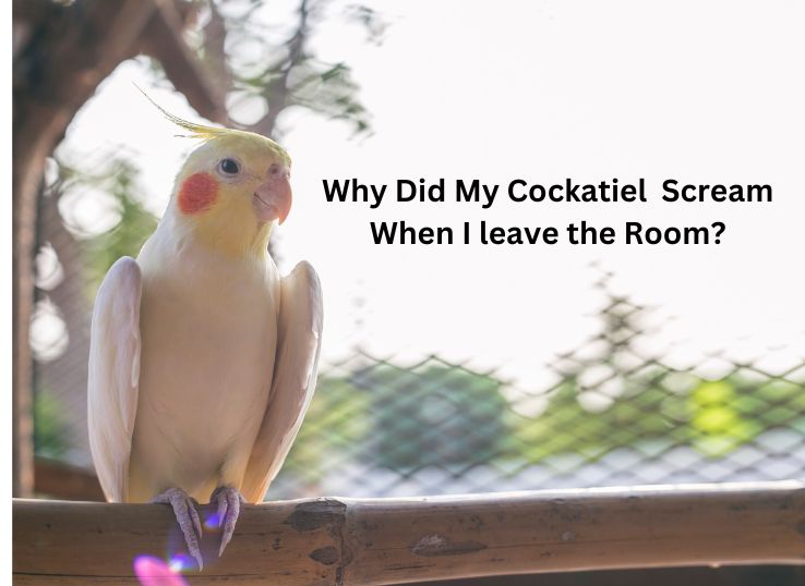 Why Did My Cockatiel Scream When I Leave the Room? (Find Out)