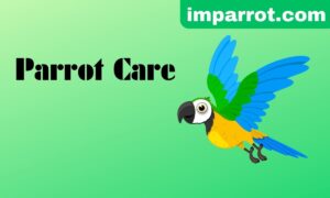 How to Take Care Of A Parrot