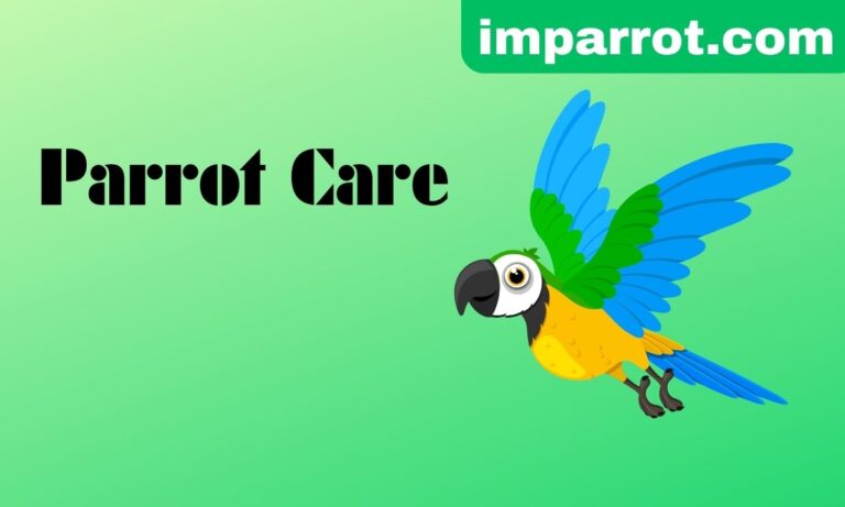 How to Take Care Of A Parrot?