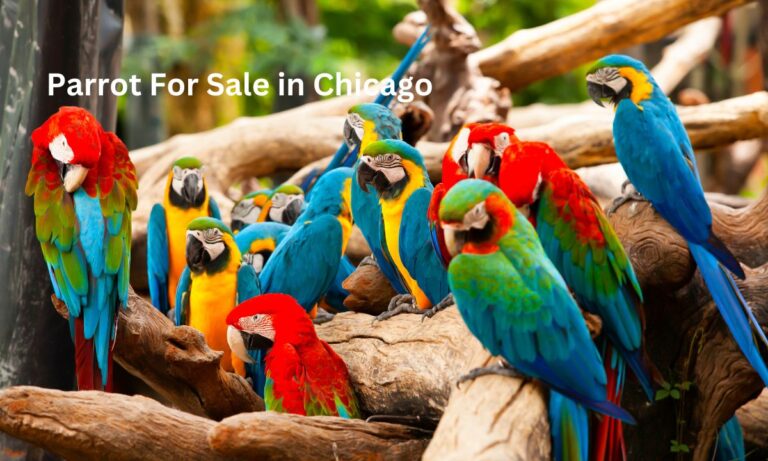 Parrots for Sale in Chicago: 4 Best Parrot Breeders in Chicago