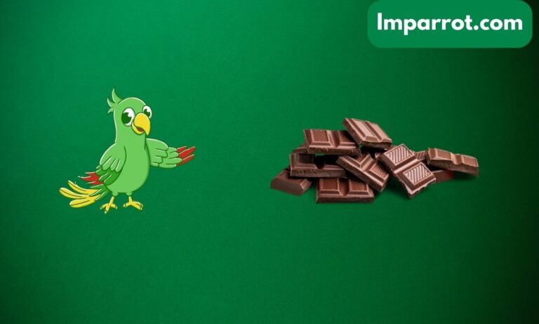 Can Parrots Eat Chocolate? (Avian Vet Reviewed Guide)