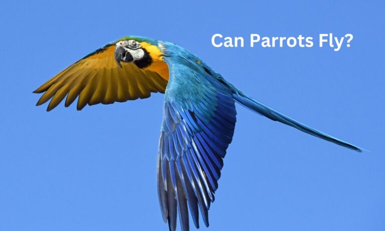 Can Parrots Fly? (A Comprehensive Guide)