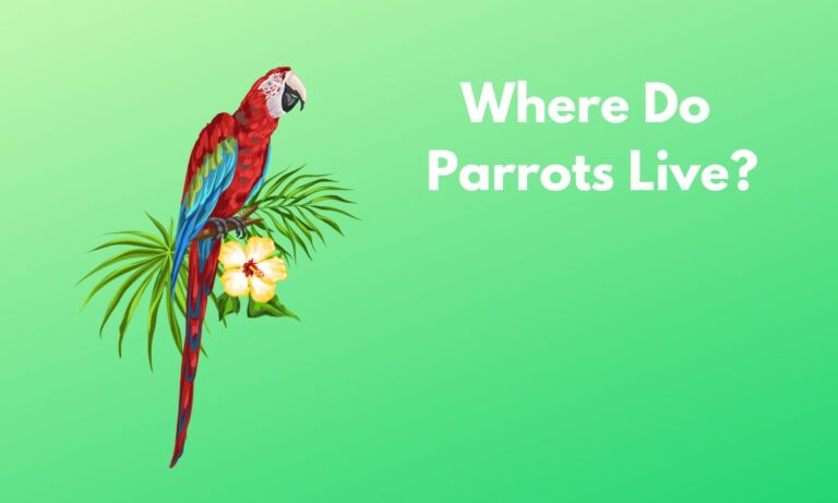 Where do Parrots Live? (Find Out)