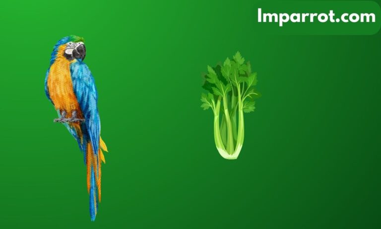 Can Parrots Eat Celery? (Avian Vet Reviewed Guide)