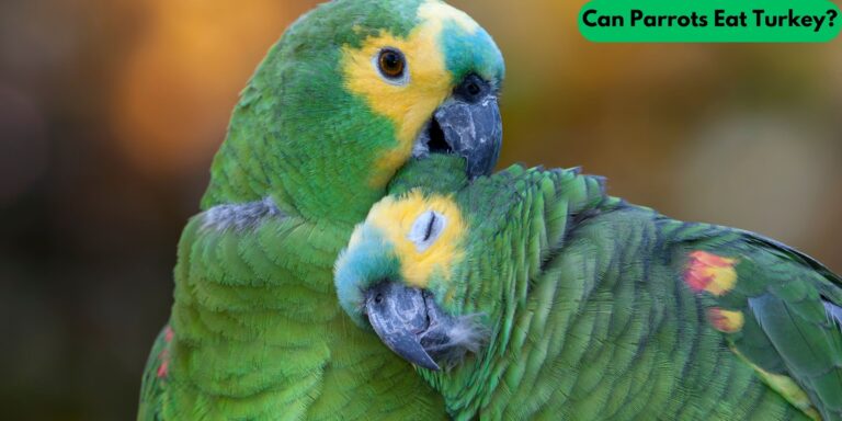 Can Parrots Eat Turkey? (Avian Vet Reviewed)