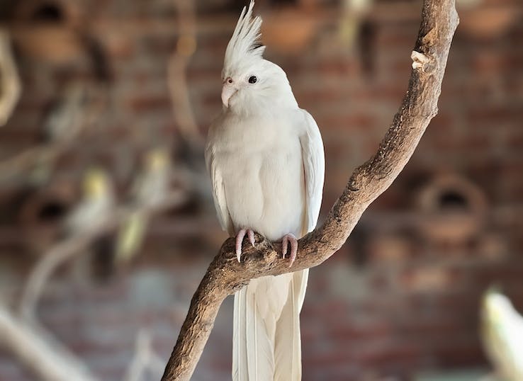 How to Care for a Cockatiel?