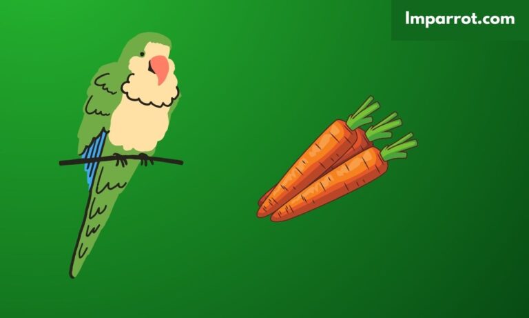 Can Quaker Parrots Eat Carrots? (Avian Vet Reviewed)
