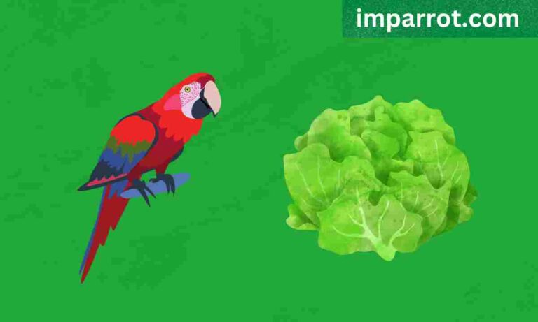 Can Parrots Eat Lettuce? (Avian Vet Reviewed Guide)