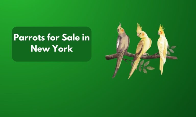 Parrots for Sale in New York