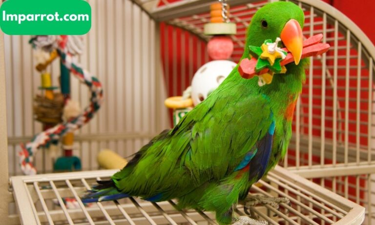 Parrots for Sale in Orlando