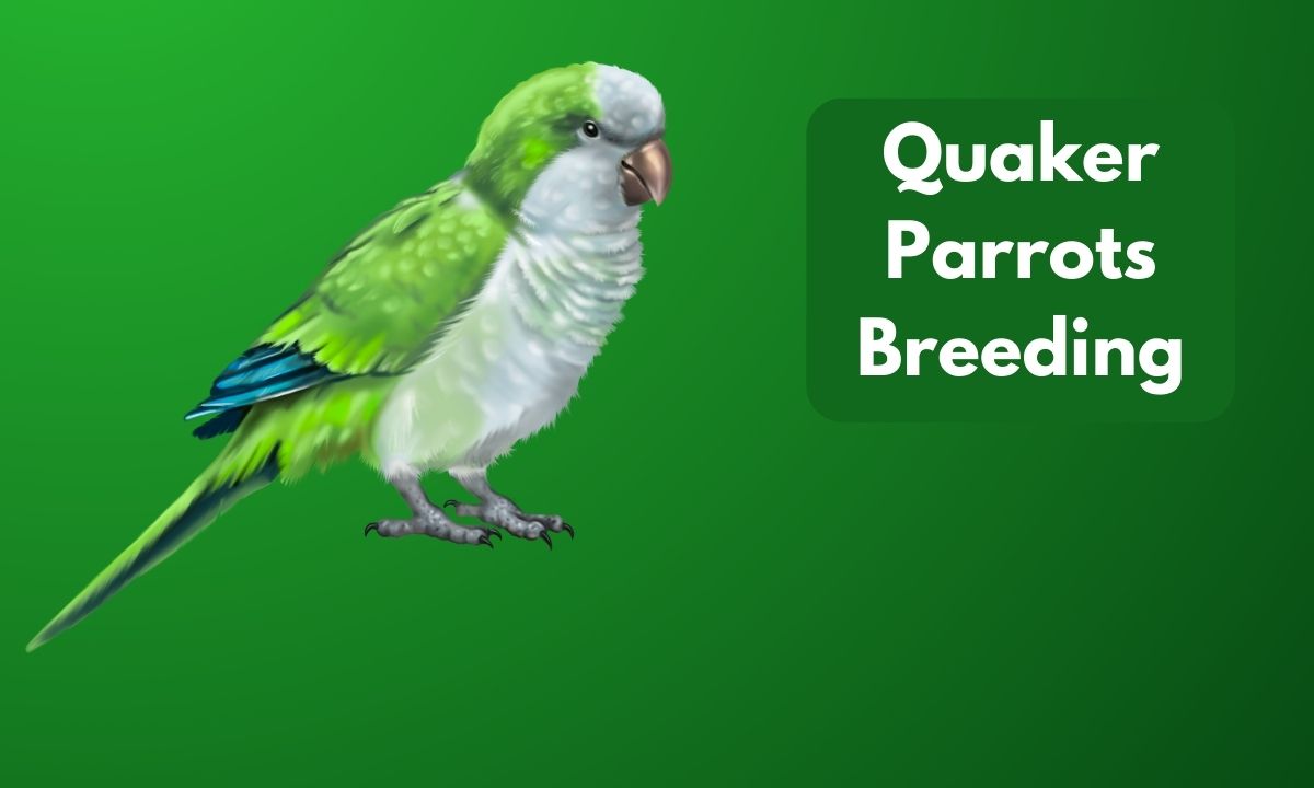 Breeding Quaker Parrots Avian Vet Reviewed Guide Imparrot