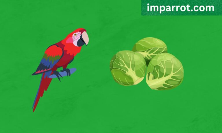 Can Parrots Eat Brussels Sprouts? (Avian Vet Reviewed Guide)