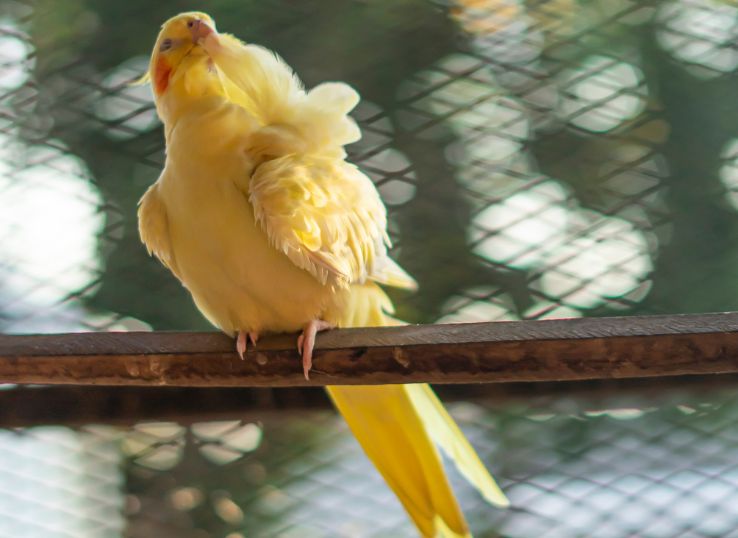 Cinnamon Cockatiel (Exploring the Unique Charm and Care of This Beautiful Bird Mutation)