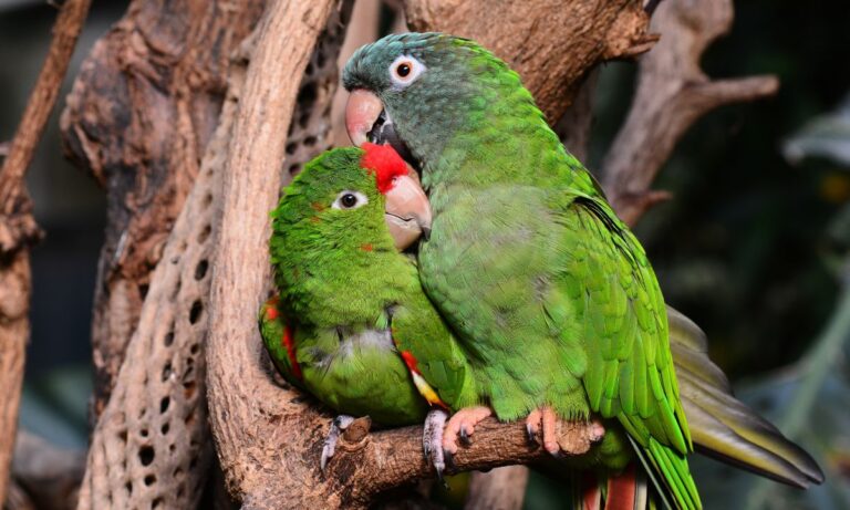 Lovebirds (Care, Food, Personality, Health, and Breeding)