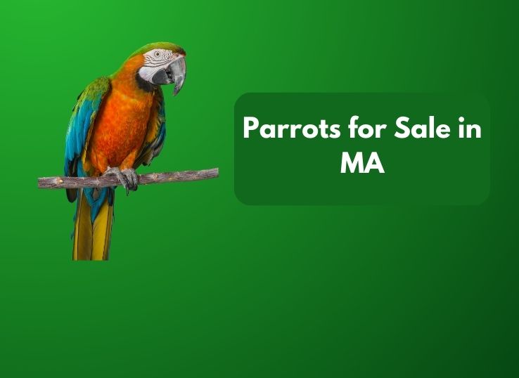 Parrots for Sale in MA