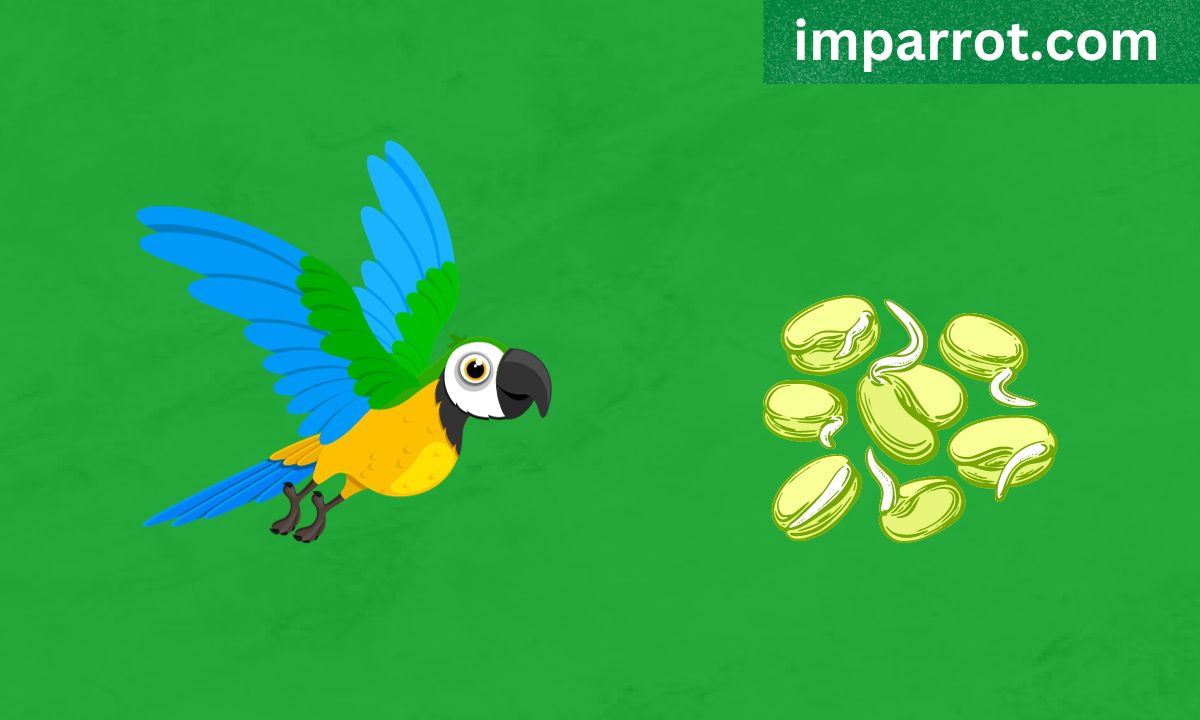 Can Parrots Eat Mung Bean Sprouts? (Avian Vet Reviewed) - imparrot