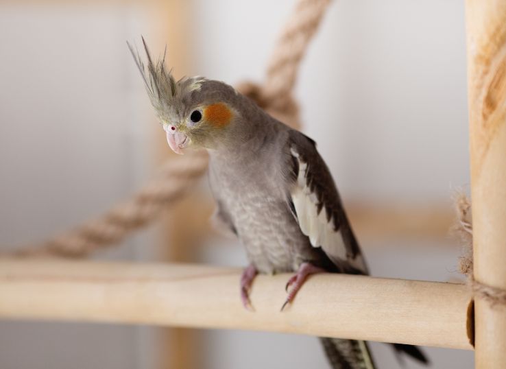 Silver Cockatiel (A Detailed Guide to Care, Characteristics, and Understanding Their Unique Color Mutation)