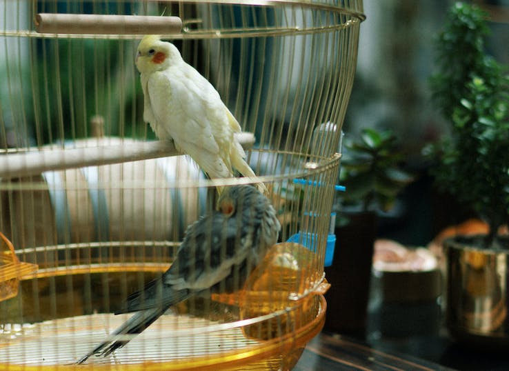 How to Train a Cockatiel? (A Comprehensive Guide to Bonding and Teaching Your Feathered Friend)