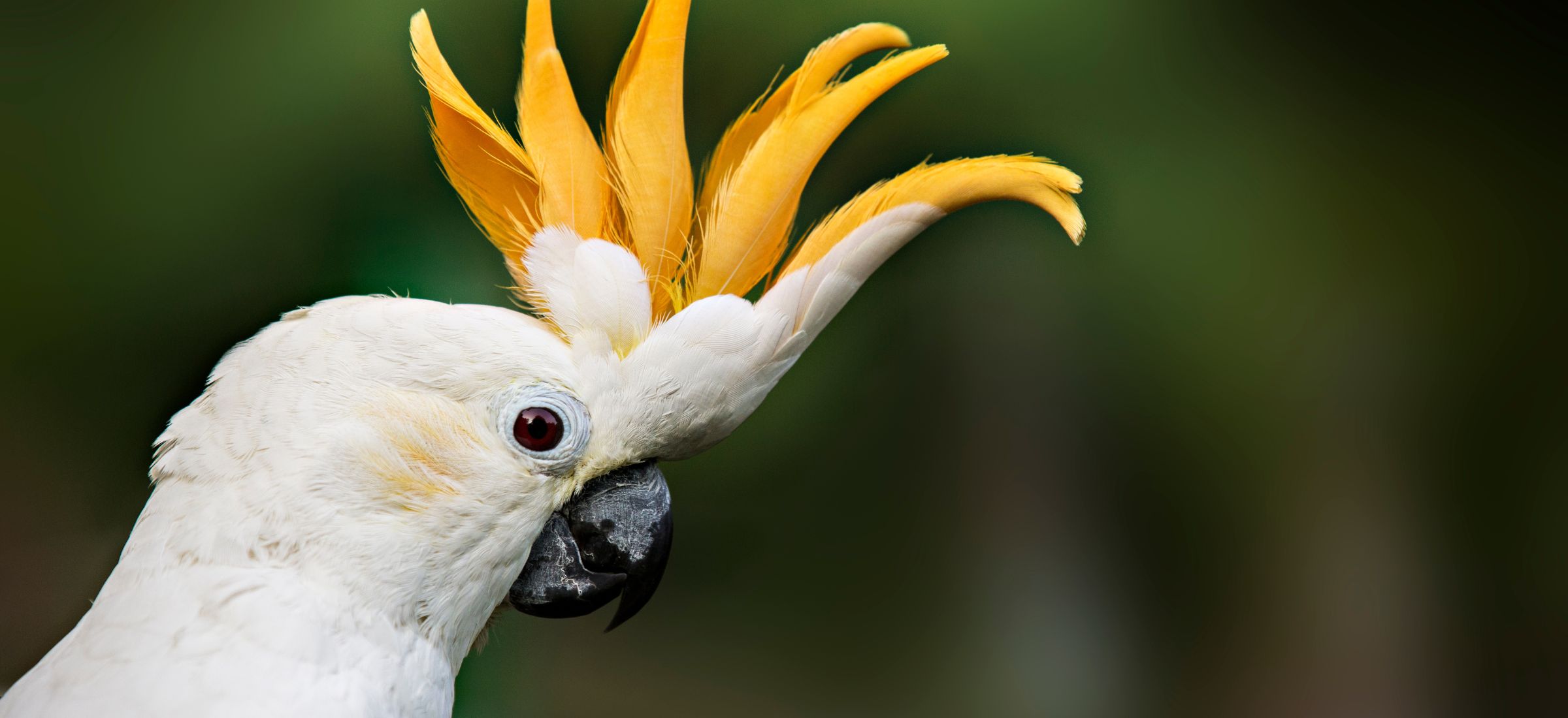 Citron Crested Cockatoo (Everything You Need to Know) - imparrot