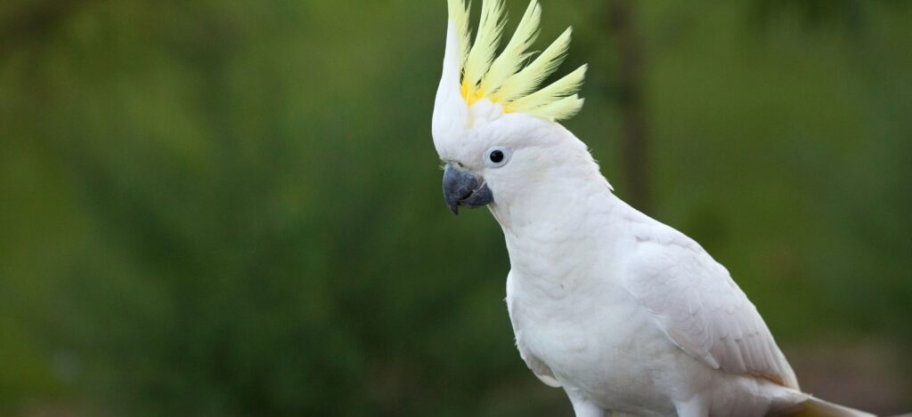 How Much Do Cockatoos Cost