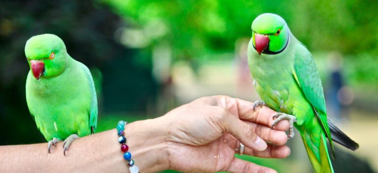 10 Best Green Parrots ( Expert Guide)