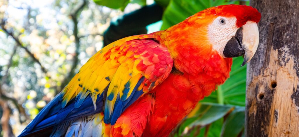 Popular Red Pet Parrots