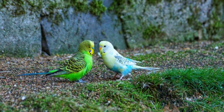 A Comprehensive Guide to Budgie Colors: Common to Rare Budgie Colors and Genetics