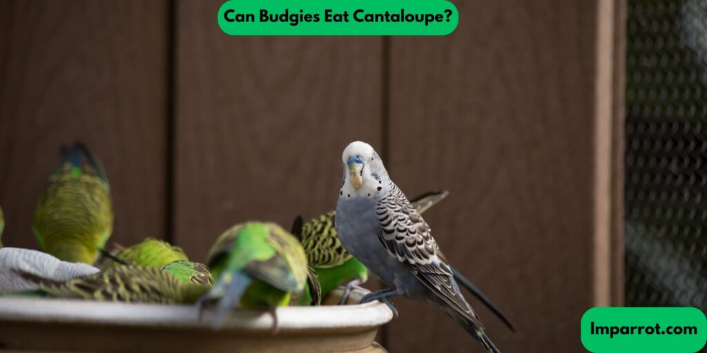 Can Budgies Eat Cantaloupe?