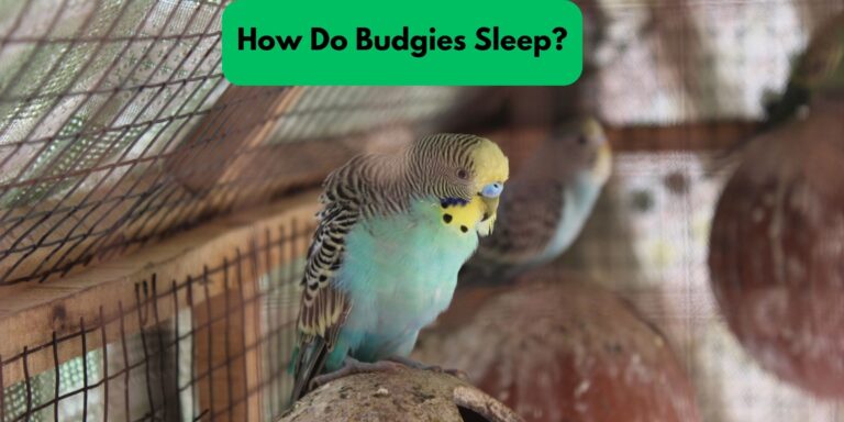 How do budgies Sleep? (Sleep Pattern, and Common Sleeping Positions)