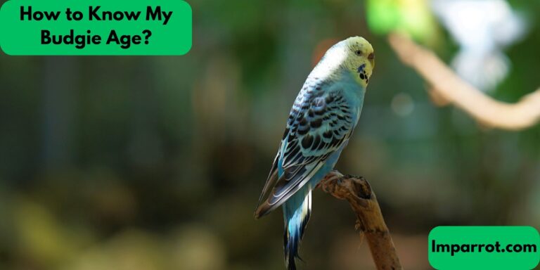 How to Know My Budgie Age? (A Comprehensive Guide)