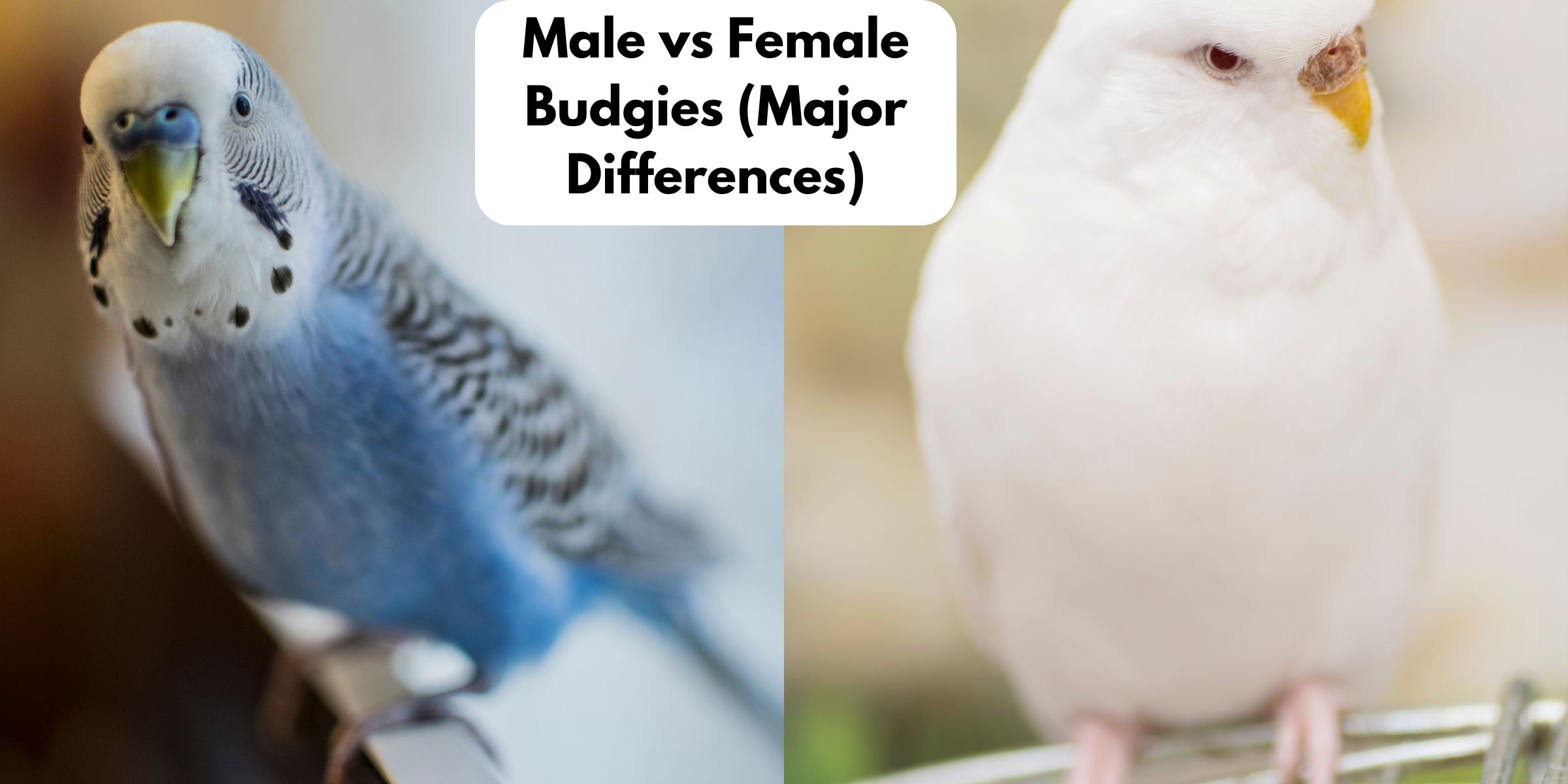 Male vs Female Budgies