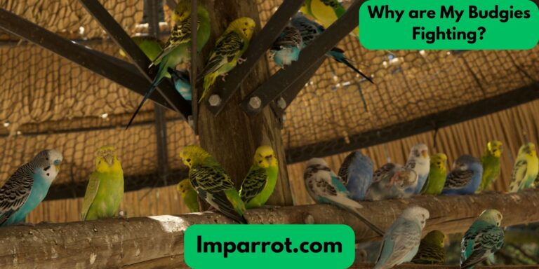 Why are My Budgies Fighting? (Find Out)