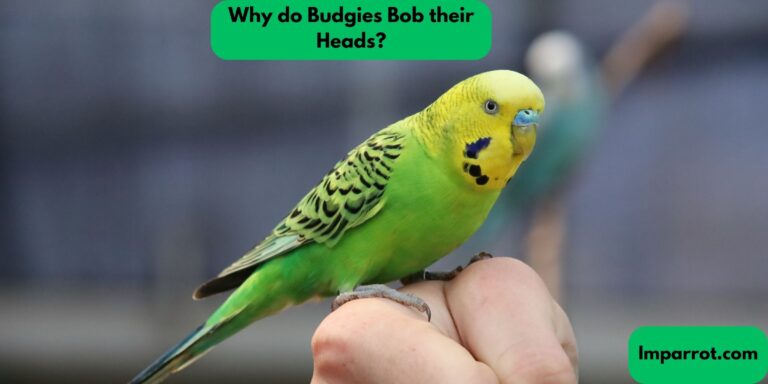 Why do Budgies Bob their Heads? (Find Out)