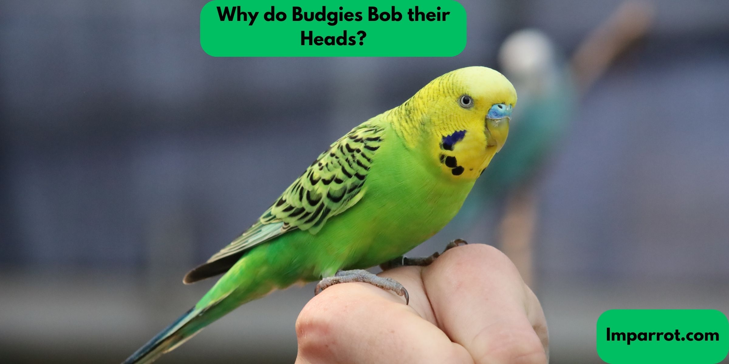 Why do Budgies Bob their Heads