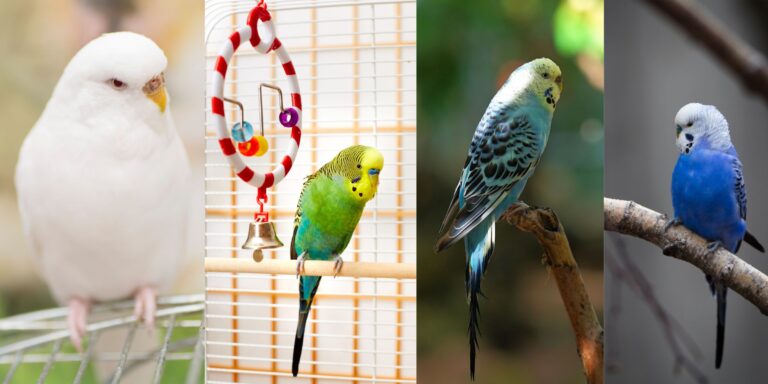 A Comprehensive Guide to Budgie Mutations (Rare to Common Budgie Muatataions)