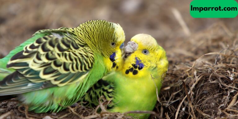 Do Budgies Need to be in Pairs? (Expert Opinion)