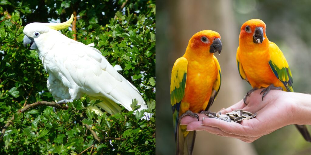 cockatoo-vs-parrot