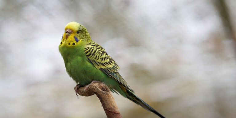 Do Budgies Like Music? (Find Out)