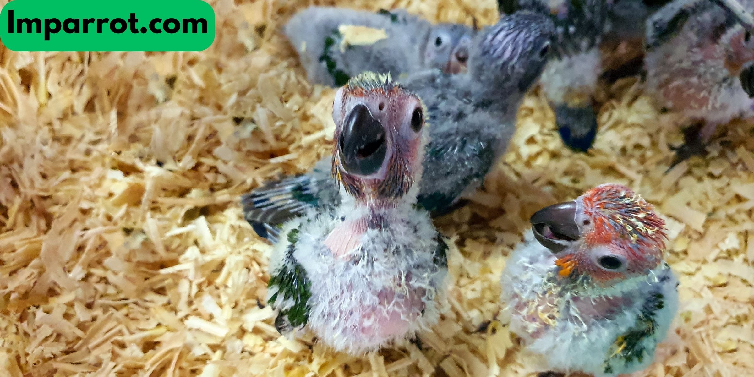 Baby Parrots