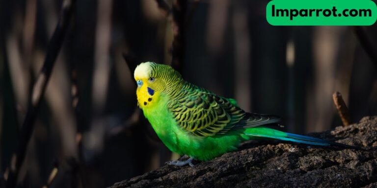 Budgies (Find Out Everything You Need to Know)