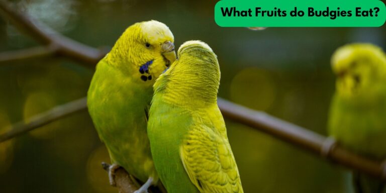 What Fruits do Budgies Eat? (Avian Vet Reviewed)