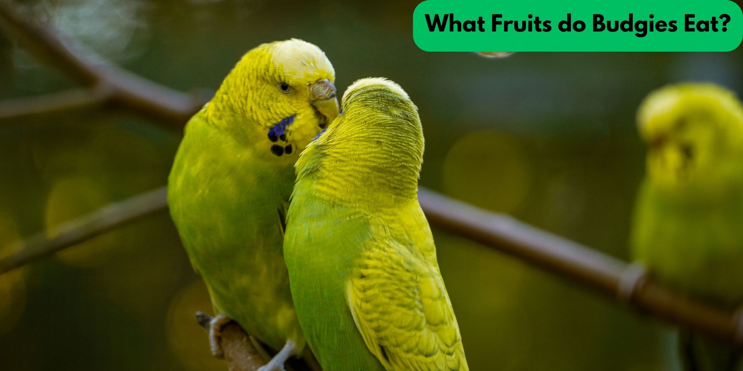 What Fruits do Budgies Eat