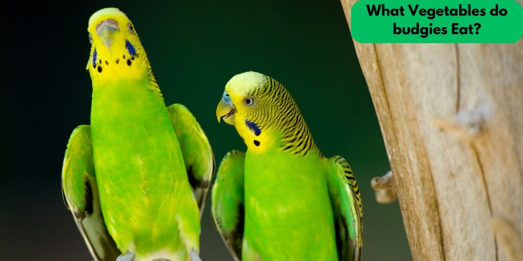 What Vegetables do budgies Eat?