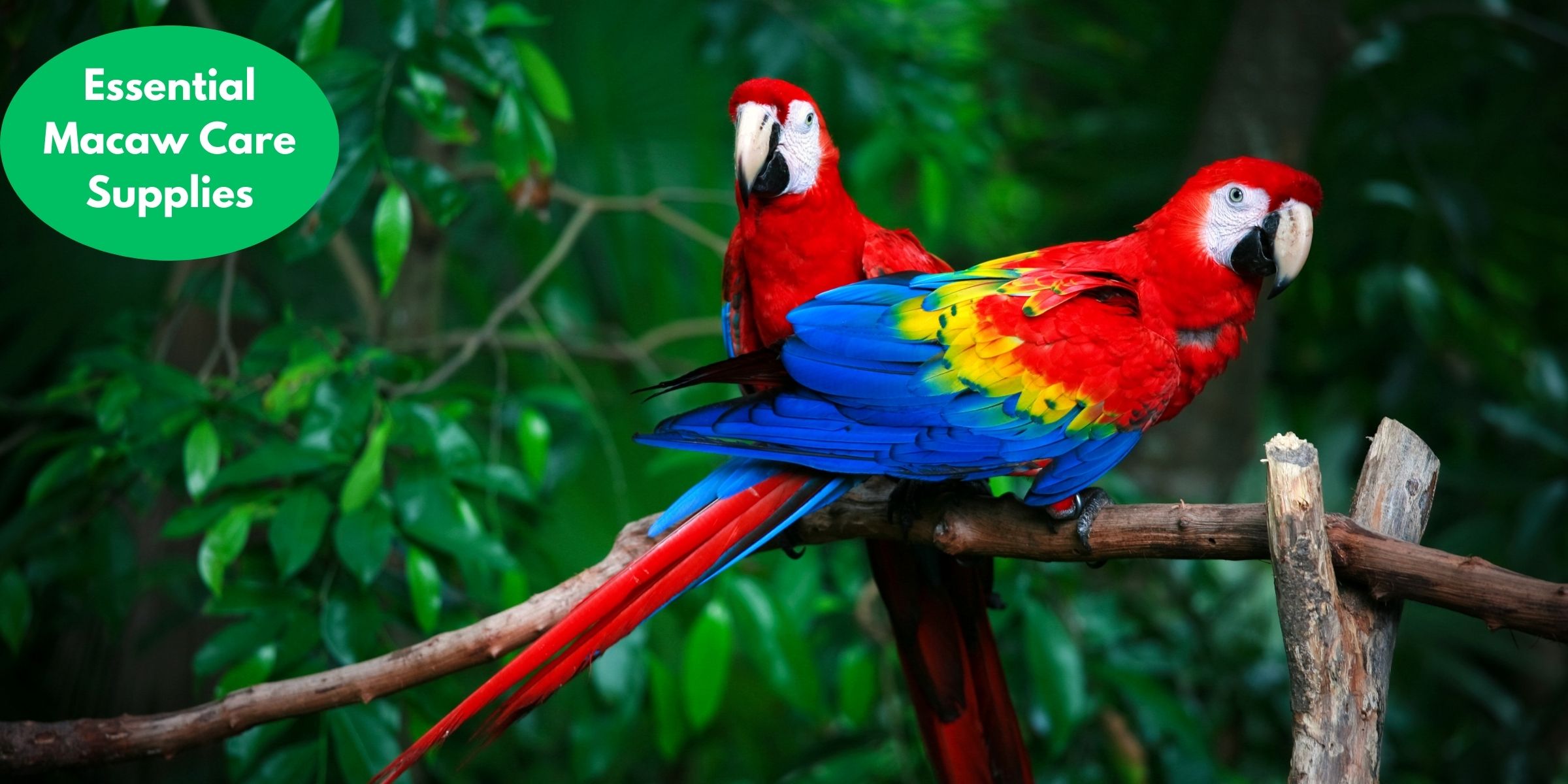Essential Macaw Care Supplies