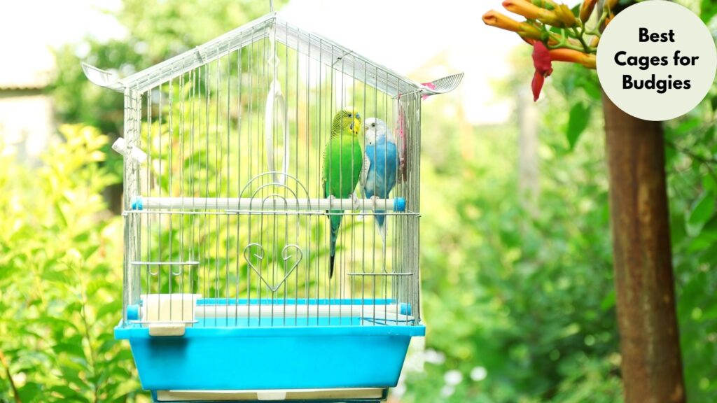 Budgie Cage